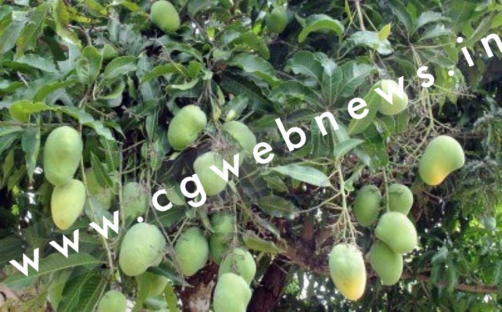 जांजगीर चाम्पा जिले में आम फल बहार नीलामी इस तारीख को 