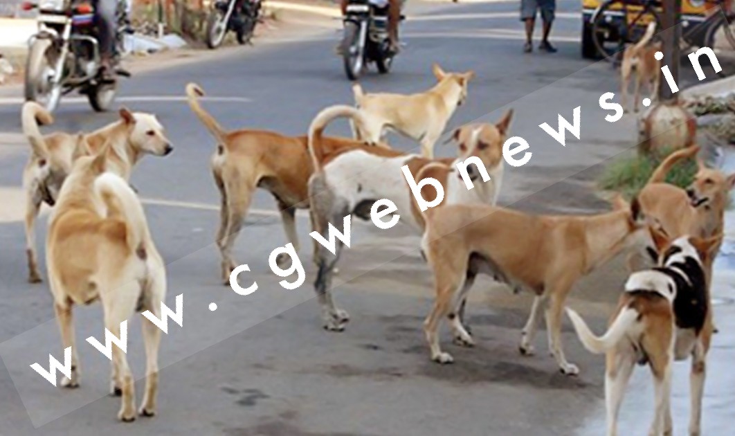 छत्तीसगढ़ के इस जिले में बढ़ गया है आवारा कुत्तों का आतंक , CCTV में कैद हुई तश्वीर , भीतर देखे इनकी करतूत