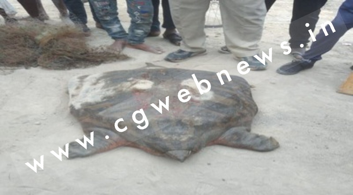 जांजगीर चाम्पा - मछुआरों के जाल में फंसा 60 किलो का विशालकाय कछुआ , पुलिस ने कछुआ को लिया कब्जे में