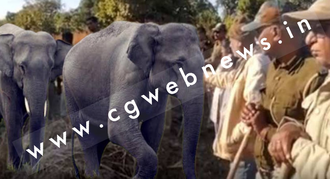 सक्ती - हाथियों के झुंड के मामले में BIG UPDATE , हाथियों के दल ने अब यहाँ डाला है डेरा , वन विभाग ने लोगो से की यह अपील