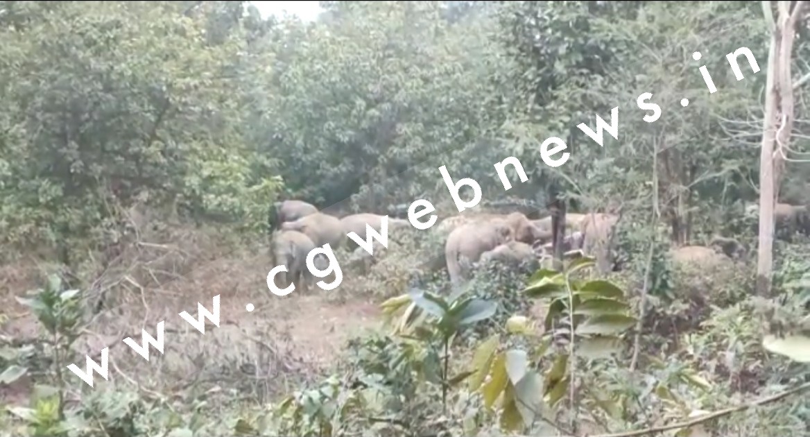 BIG UPDATE , हाथियों के झुण्ड ने हसदेव नदी के पास डाला है डेरा , कभी भी प्रवेश कर सकते है रिहायसी इलाके में 