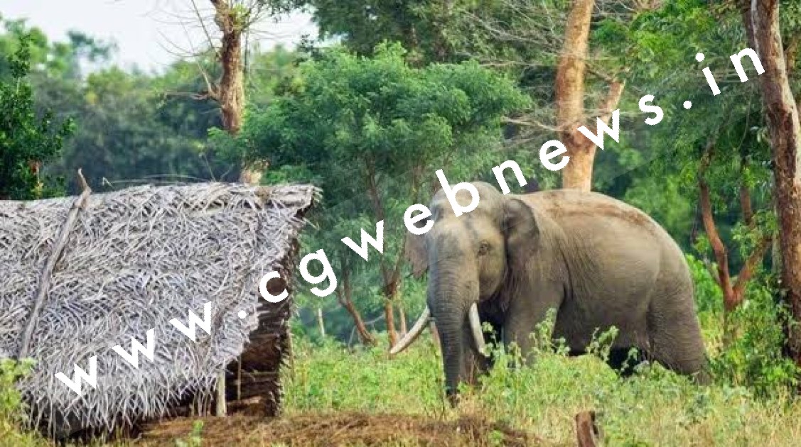 हाथियों का दल अब हुआ आक्रामक , फसलों को चौपट करने के अलावा जानमाल का कर रहे है नुकसान , वन विभाग बेबस