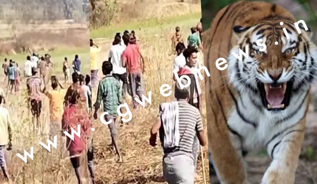 छत्तीसगढ़ - बाघ का आतंक , एक ग्रामीण कि मौत दो गंभीर , दहसत में ग्रामीण , स्कूलों में छुट्टी घोषित