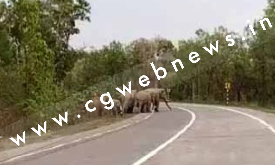एक बार फिर सक्ती जिले के नजदीक पँहुचा हाथियों का दल , वन विभाग अलर्ट मोड पर