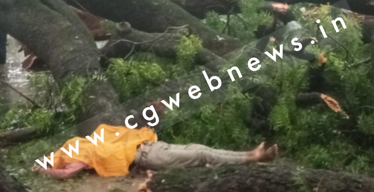 जांजगीर चाम्पा - तेज बारिश से बड़ा पेंड़ गिरा , पेंड़ में दब कर फल ब्यवसाई की मौत